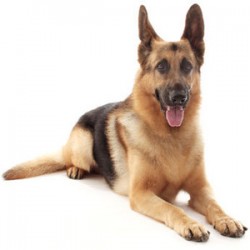 How To Choose The Right Dog Food